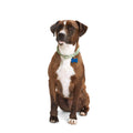 Macrame Dog Collar I237