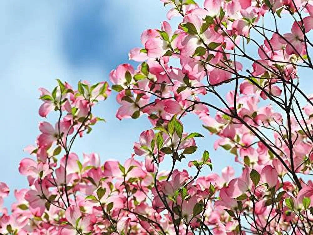 Dogwood Tree Q405