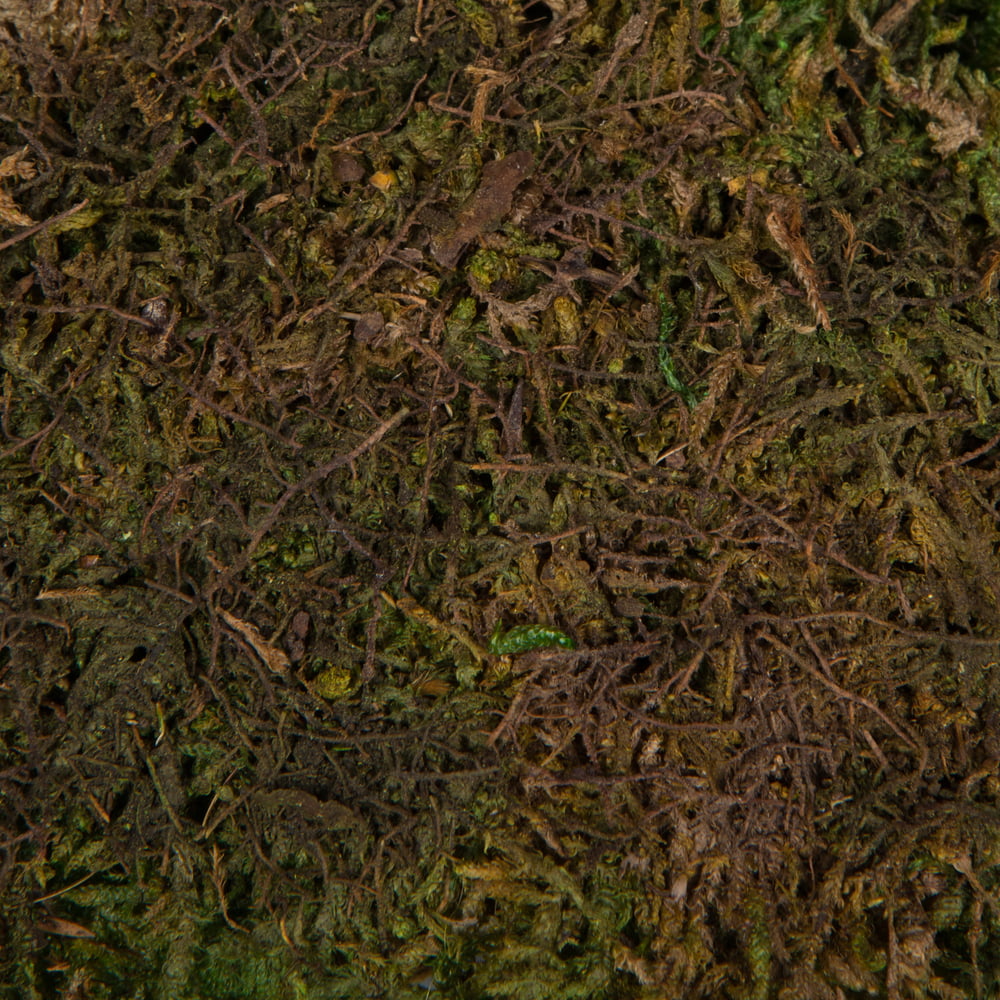 Green Sheet Moss T204441