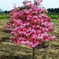 Dogwood Tree Q405
