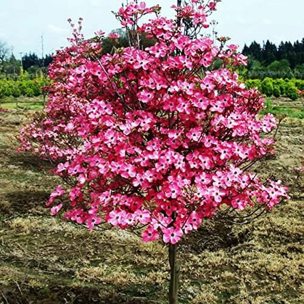 Dogwood Tree Q405