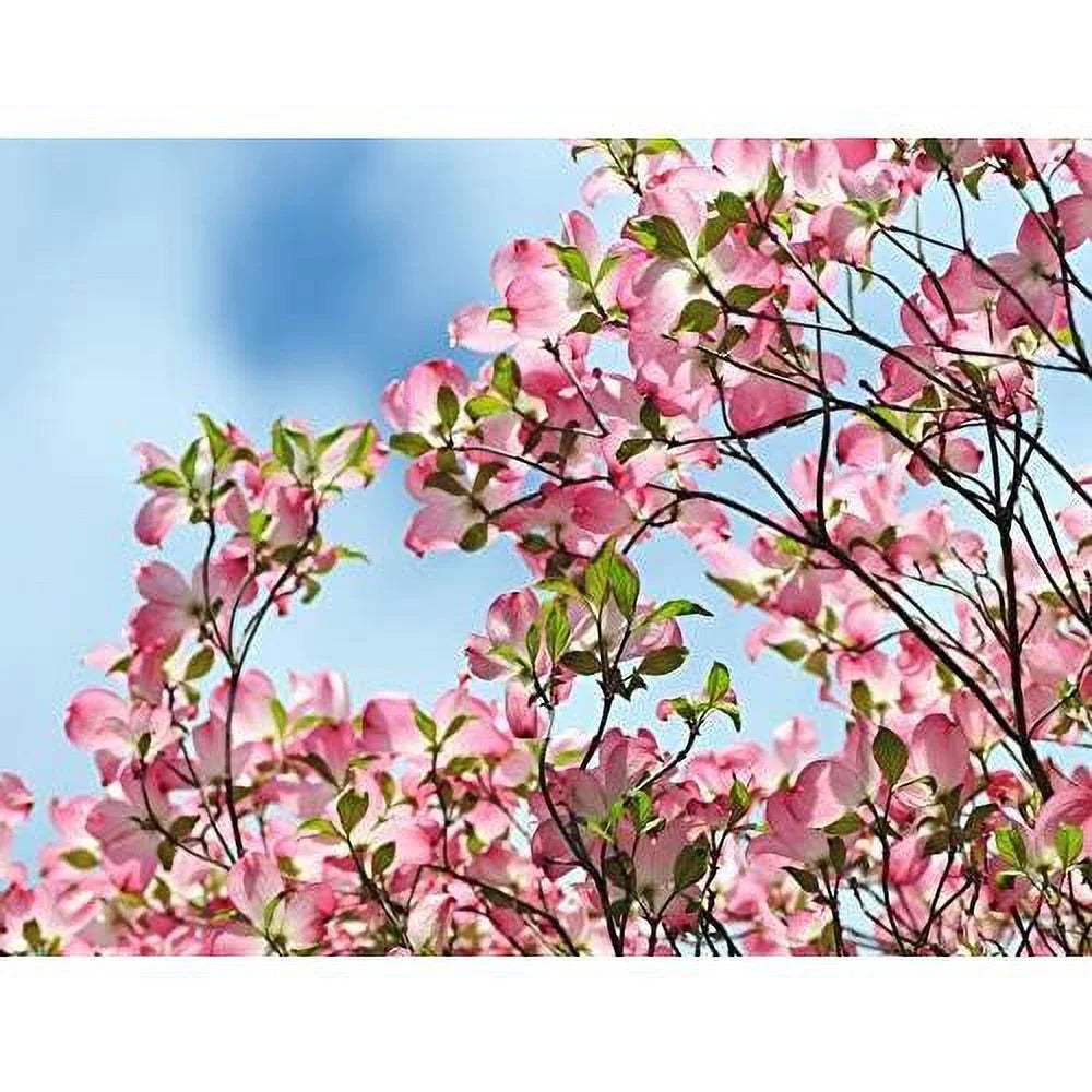 Dogwood Tree Q405