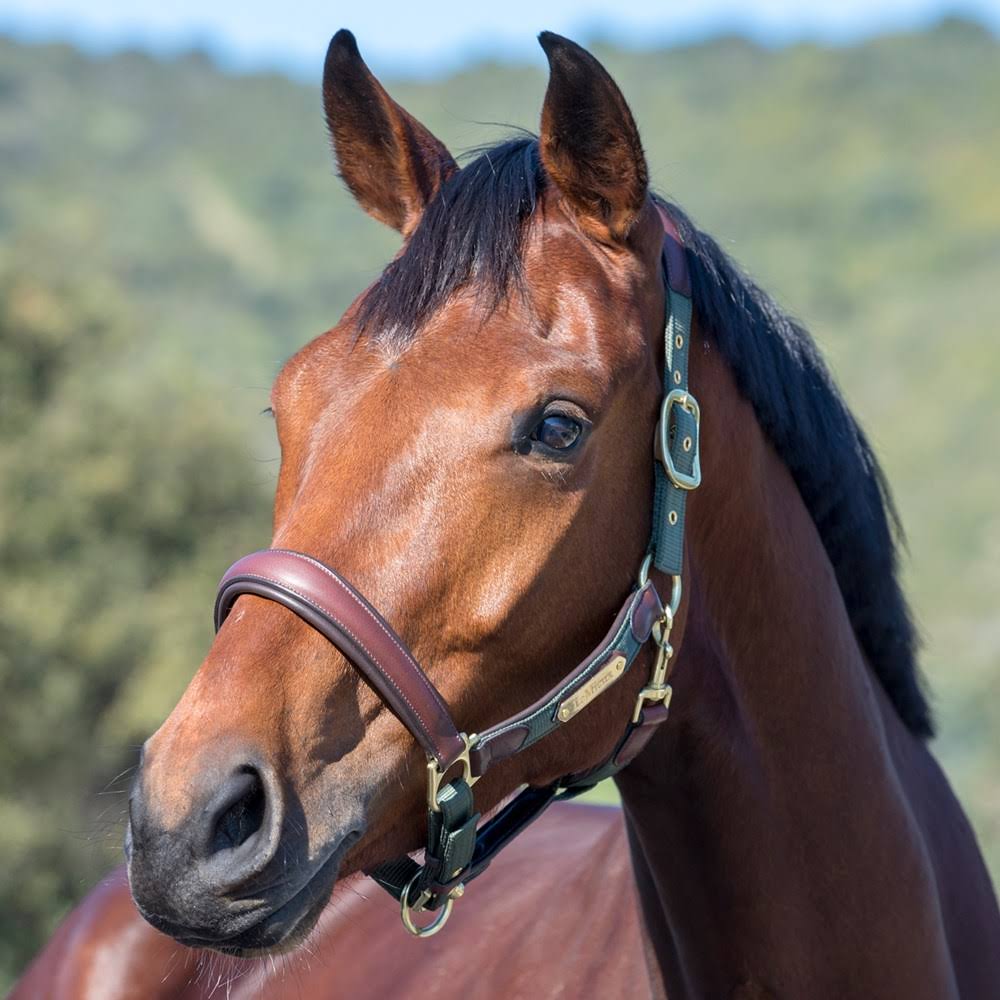 Moss Pony Headcollar C112631