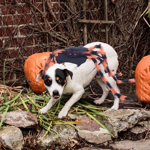 Spider Pet Clothes I561800