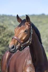 Moss Pony Headcollar C112631