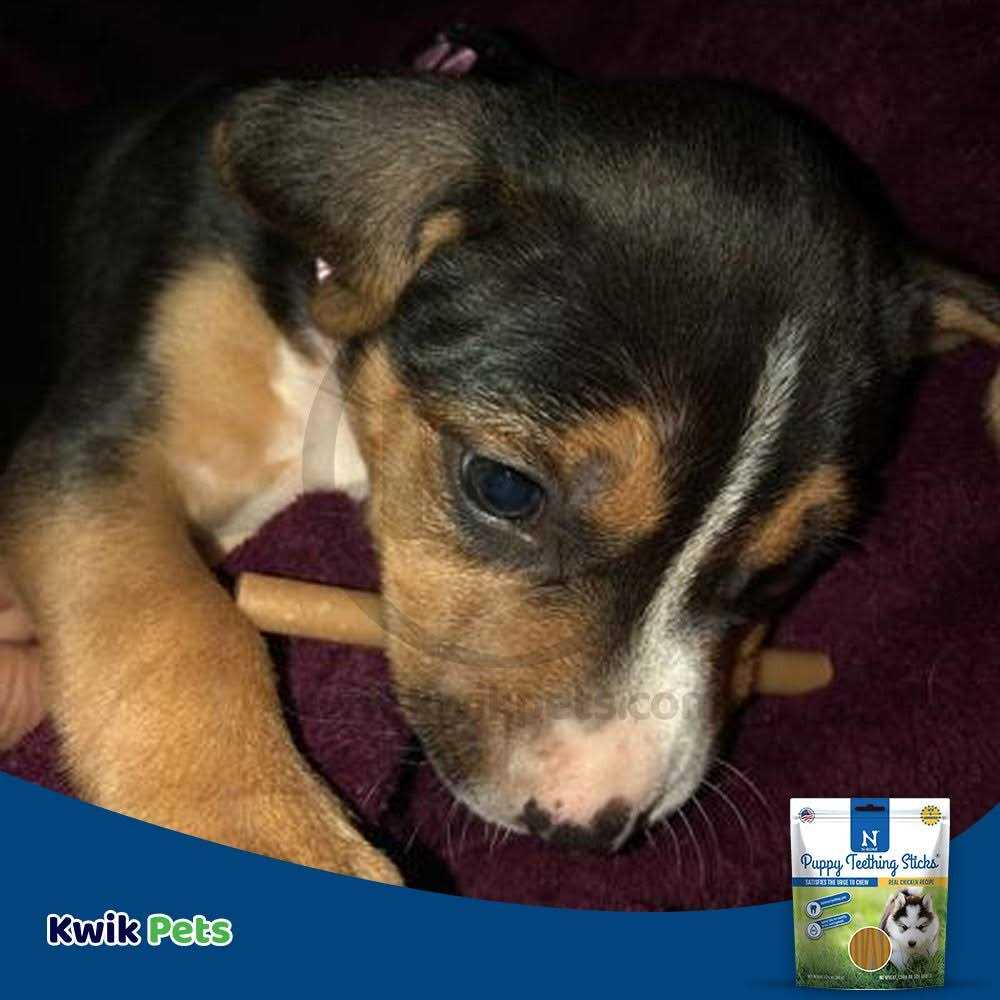 Puppy Teething Treats F5130