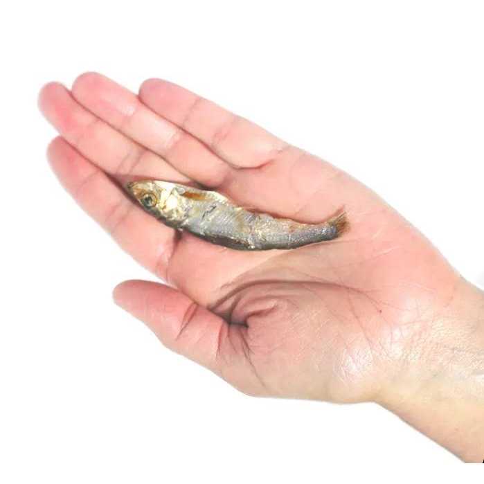 Baltic Herring Dog F64469