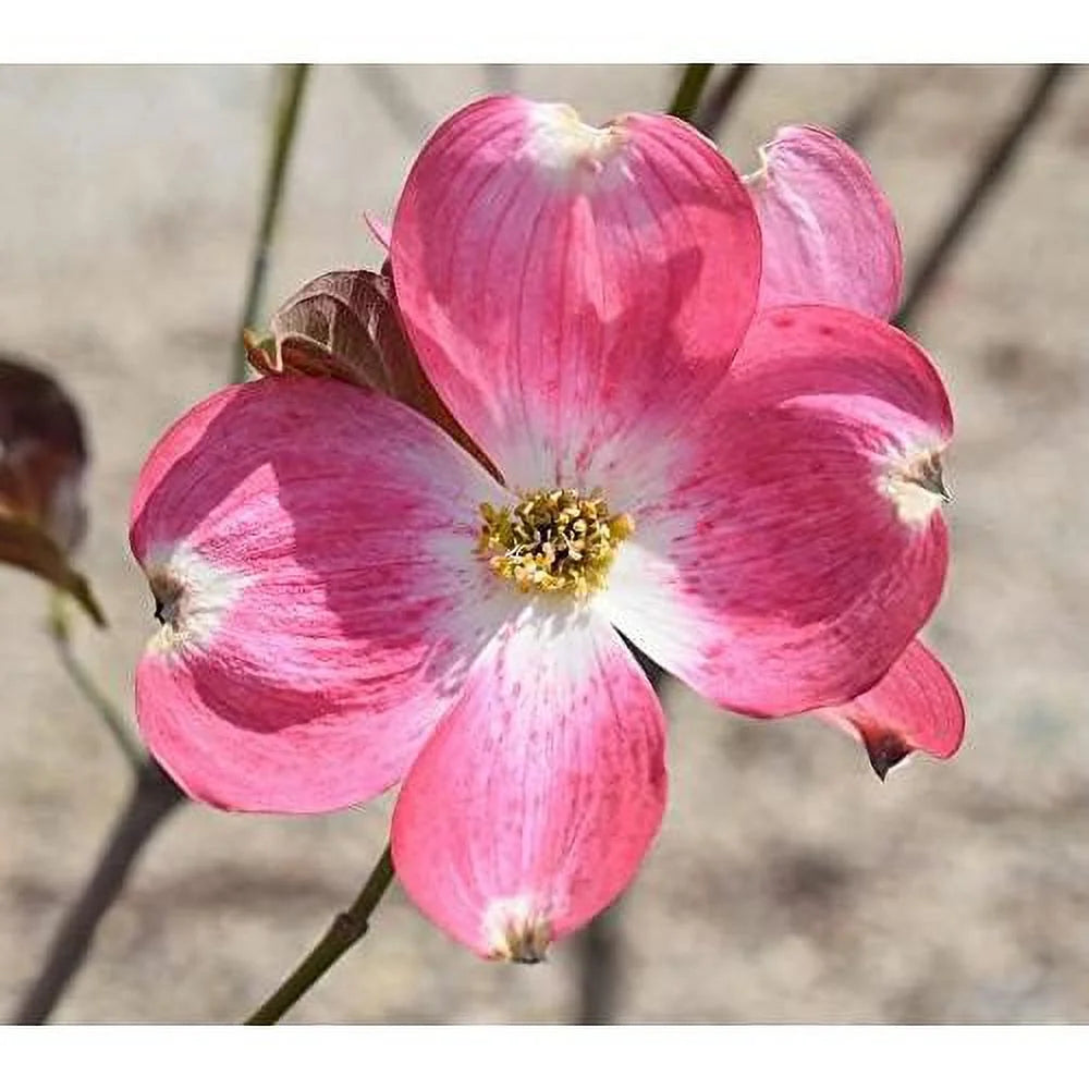 Dogwood Tree Q405