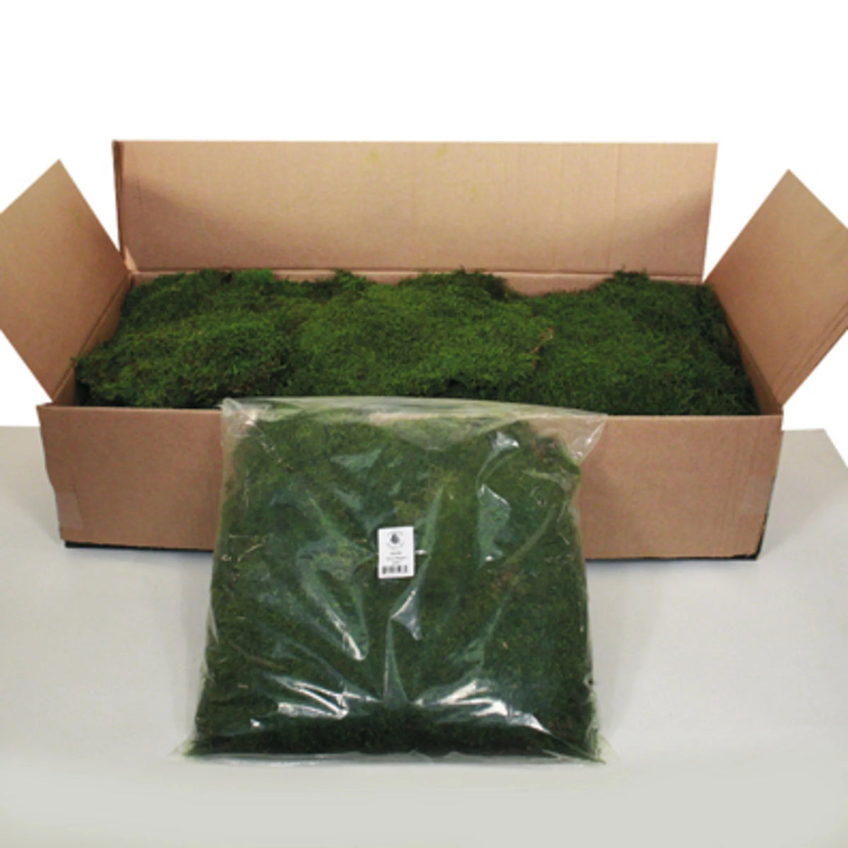 Green Sheet Moss T204441