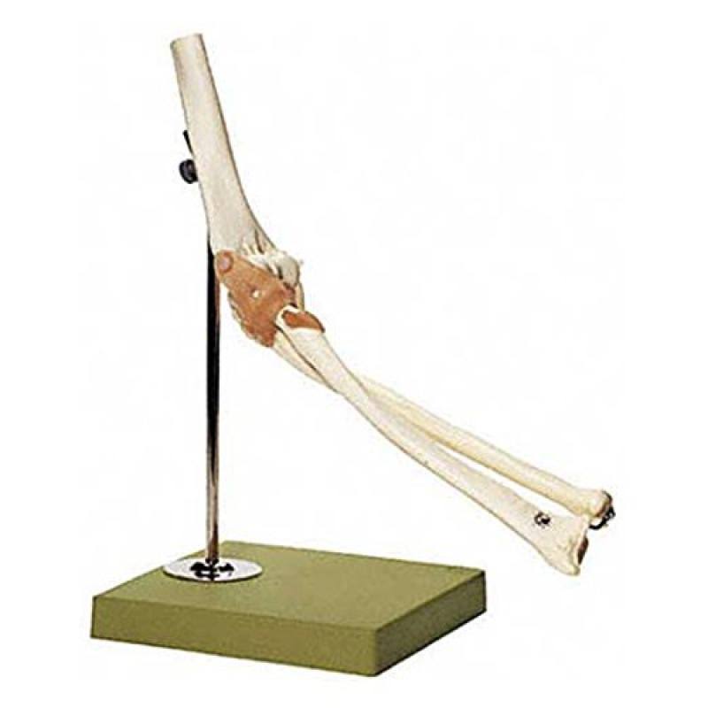 Elbow Joint Model K7068