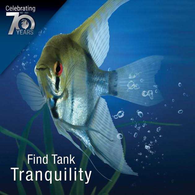 20 Gallon Aquarium With Filter And Heating Lamps E269923