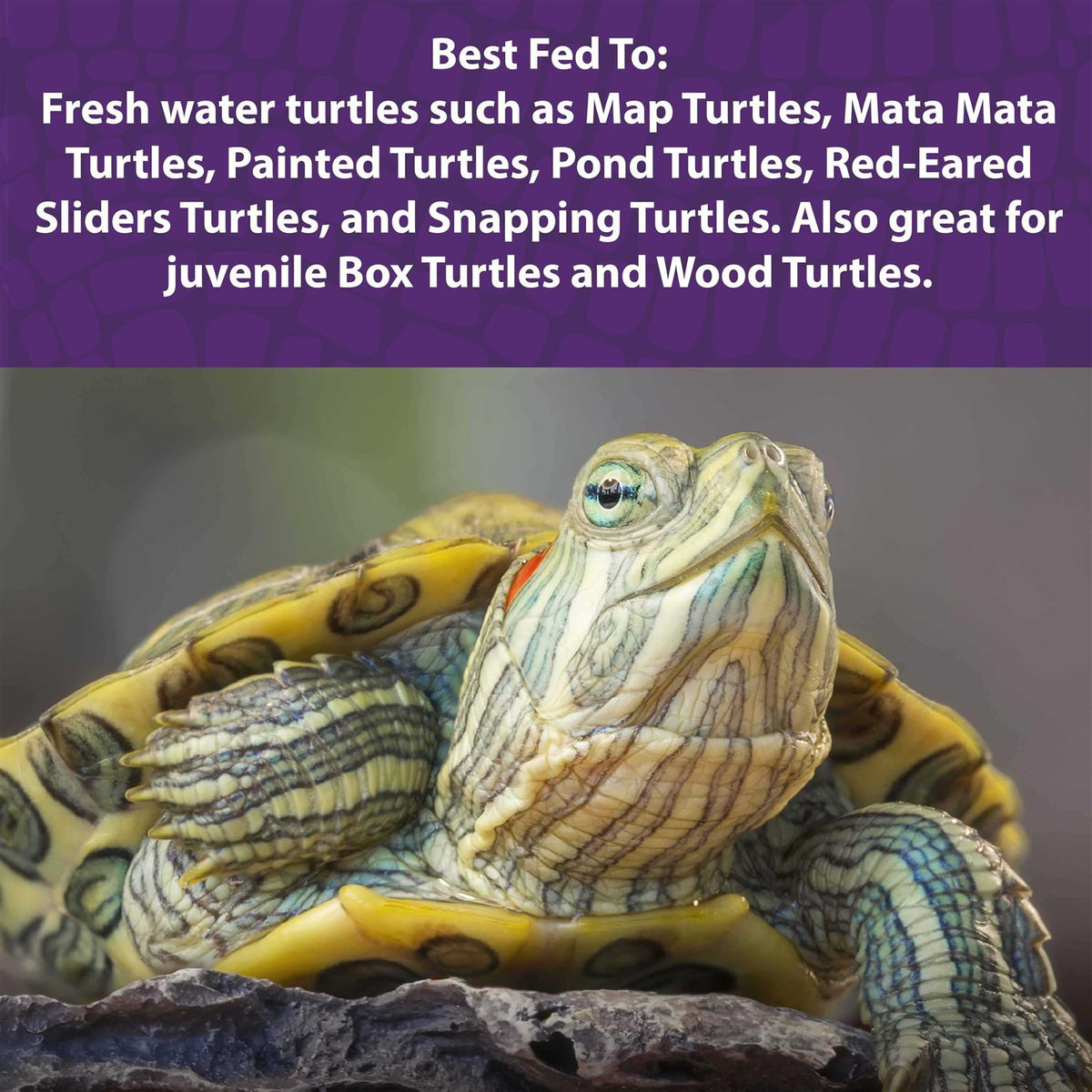 Aquatic Turtle Gel Z346583