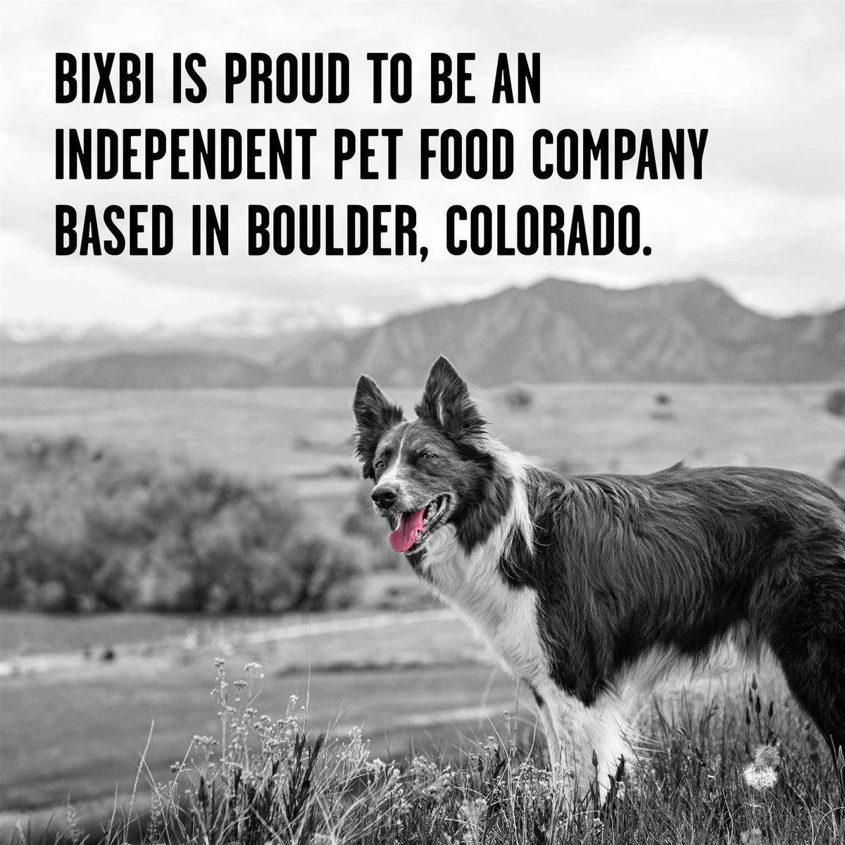 Dry Dog Food W6003