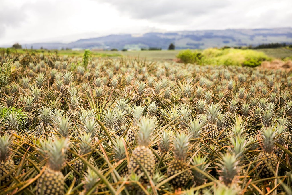 Pineapple K280