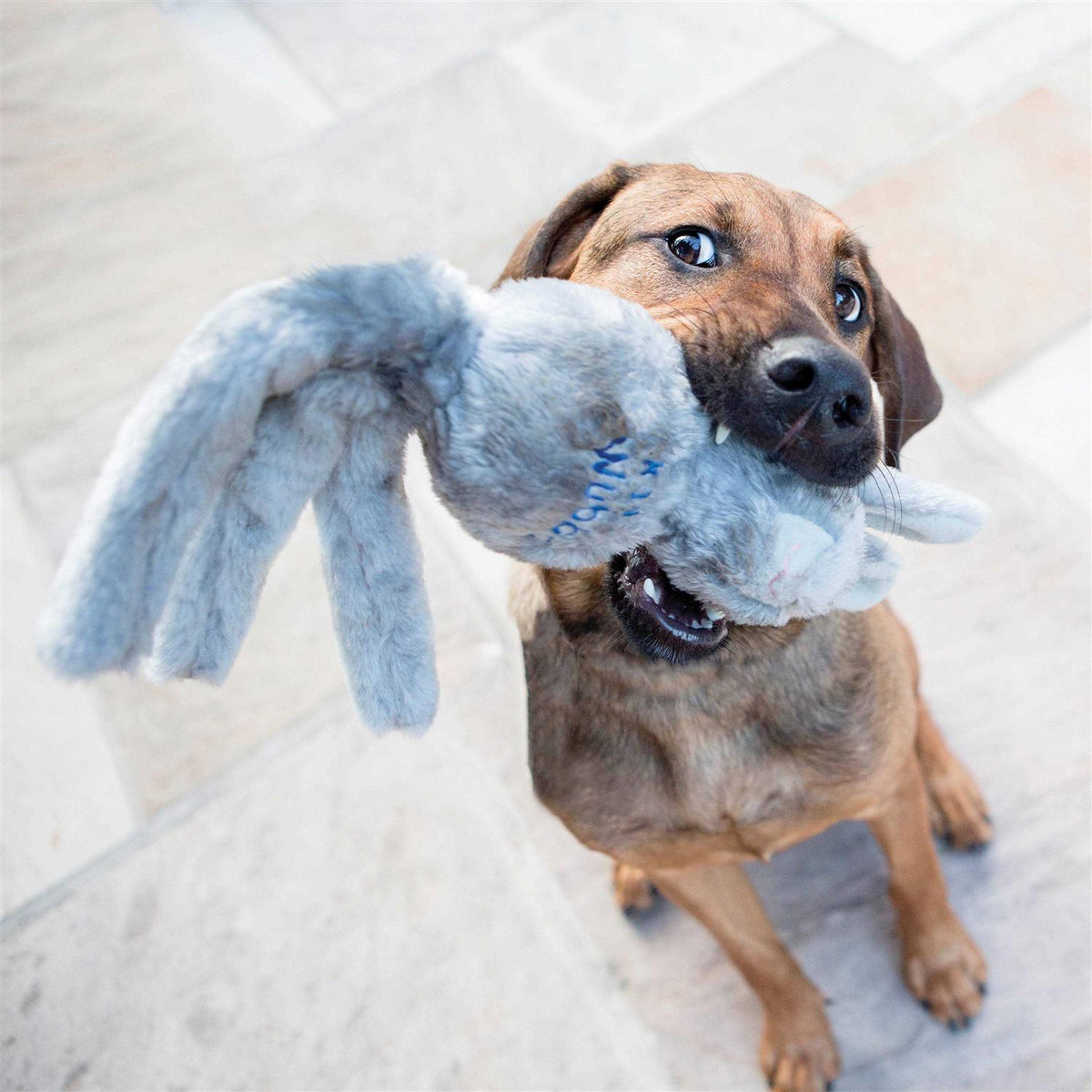 Dog Toy I552
