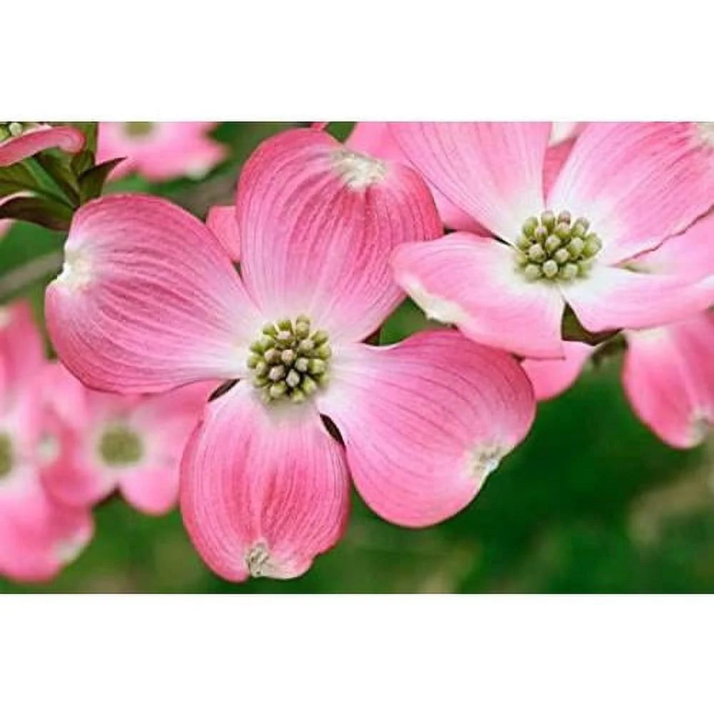 Dogwood Tree Q405