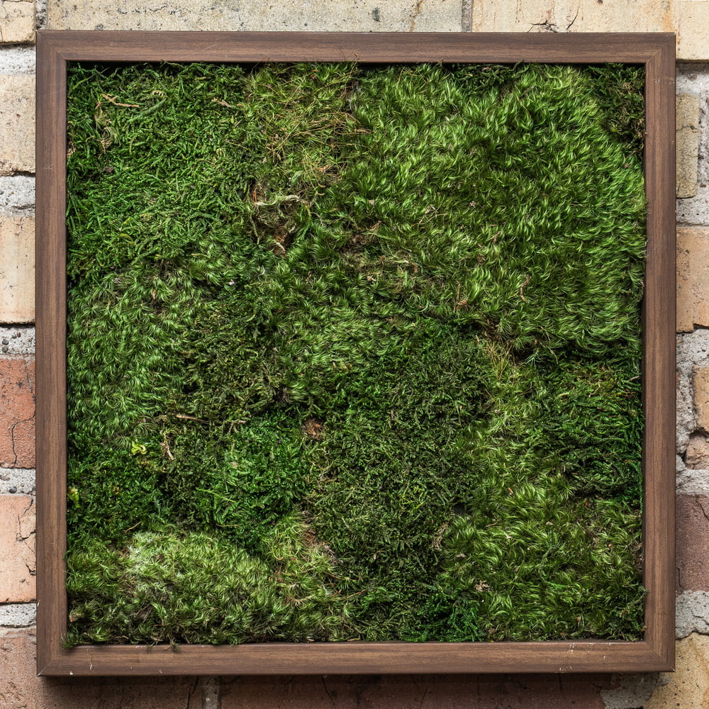 Green Sheet Moss T204441