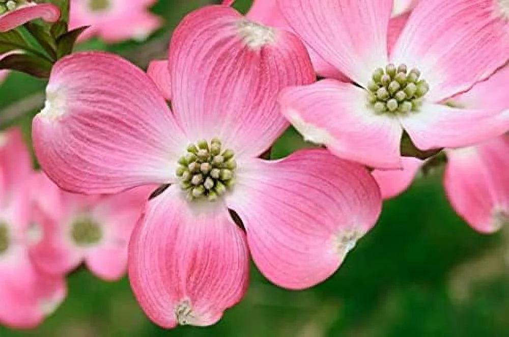 Dogwood Tree Q405