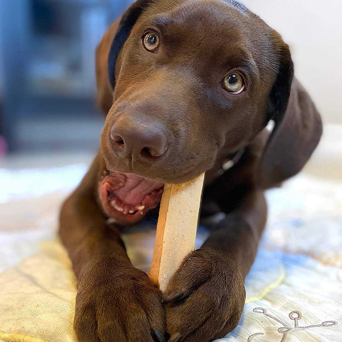 Yak Cheese Dog Chews X826