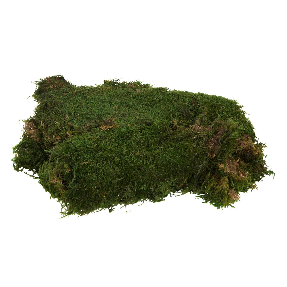 Green Sheet Moss T204441