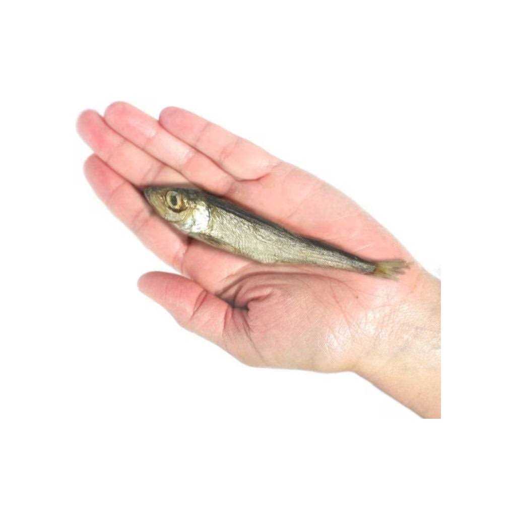 Baltic Herring Dog F64469