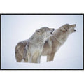 Framed Photographic Print of Pair Howling in Snow Q371294