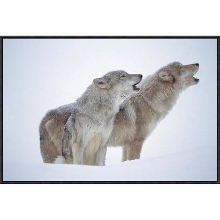Framed Photographic Print of Pair Howling in Snow Q371294