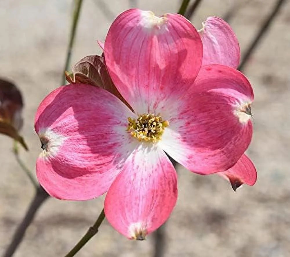 Dogwood Tree Q405