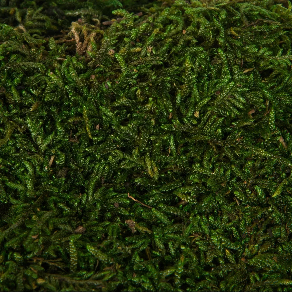 Green Sheet Moss T204441